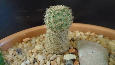 Mediolobivia (Rebutia) eucalyptana