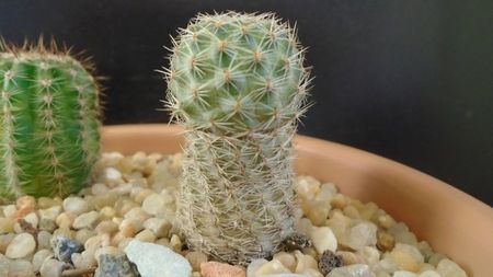 Mediolobivia (Rebutia) eucalyptana