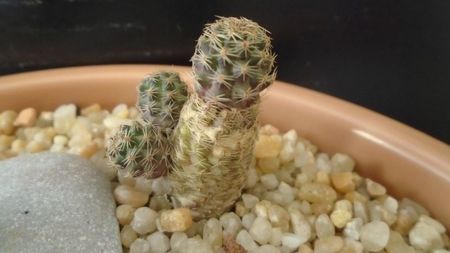 Mediolobivia (Rebutia) mudanensis