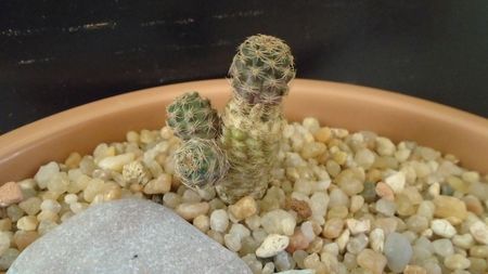 Mediolobivia (Rebutia) mudanensis