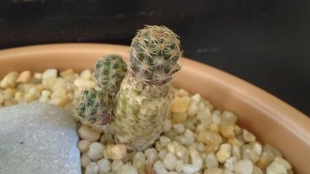 Mediolobivia (Rebutia) mudanensis