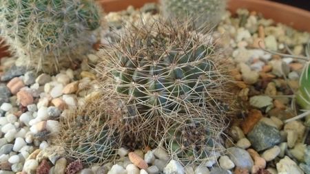 Lobivia arachnacantha v. densiseta = Echinopsis ancistrophora ssp. arachnacantha