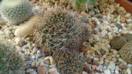 Lobivia arachnacantha v. densiseta = Echinopsis ancistrophora ssp. arachnacantha