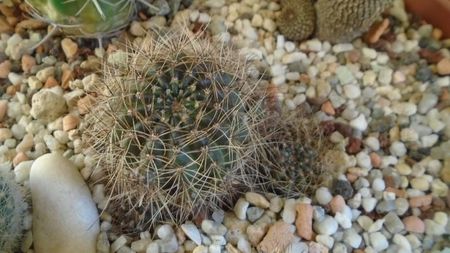 Lobivia arachnacantha v. densiseta = Echinopsis ancistrophora ssp. arachnacantha