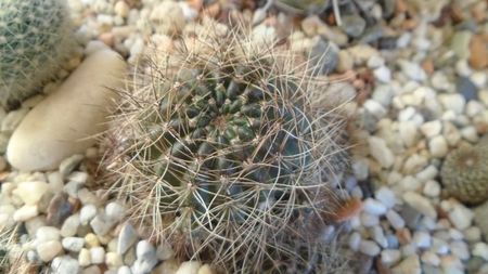 Lobivia arachnacantha v. densiseta = Echinopsis ancistrophora ssp. arachnacantha