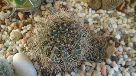 Lobivia arachnacantha v. densiseta = Echinopsis ancistrophora ssp. arachnacantha