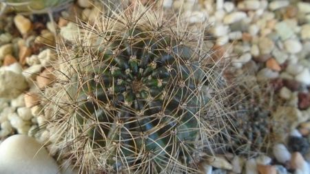 Lobivia arachnacantha v. densiseta = Echinopsis ancistrophora ssp. arachnacantha