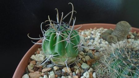 Lobivia (Echinopsis) ferox