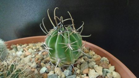 Lobivia (Echinopsis) ferox