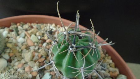 Lobivia (Echinopsis) ferox