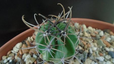 Lobivia (Echinopsis) ferox