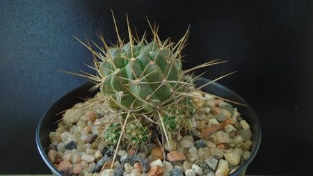 Lobivia aculeata = Echinopsis pentlandii