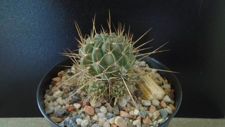 Lobivia aculeata = Echinopsis pentlandii