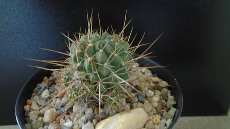 Lobivia aculeata = Echinopsis pentlandii