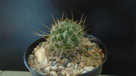 Lobivia aculeata = Echinopsis pentlandii