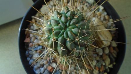 Lobivia aculeata = Echinopsis pentlandii