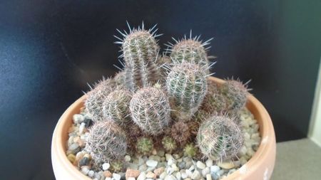 Lobivia (Echinopsis) aurea v. shaferi