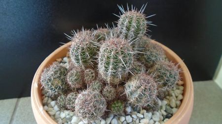 Lobivia (Echinopsis) aurea v. shaferi