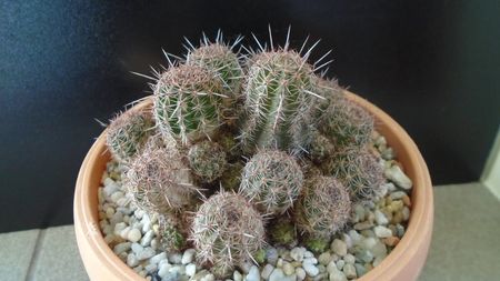 Lobivia (Echinopsis) aurea v. shaferi