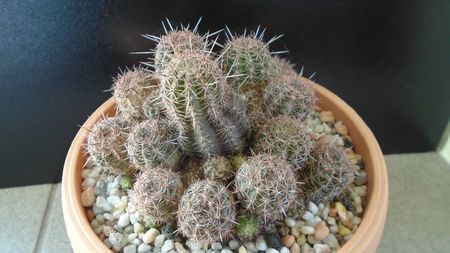 Lobivia (Echinopsis) aurea v. shaferi