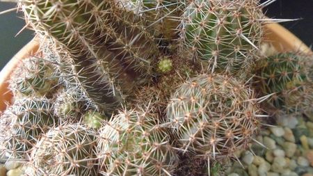 Lobivia (Echinopsis) aurea v. shaferi