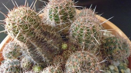 Lobivia (Echinopsis) aurea v. shaferi