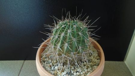 Lobivia jajoiana cv. anemone = Echinopsis marsoneri