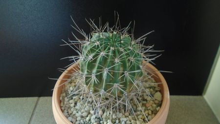 Lobivia jajoiana cv. anemone = Echinopsis marsoneri