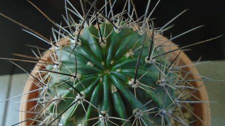 Lobivia jajoiana cv. anemone = Echinopsis marsoneri