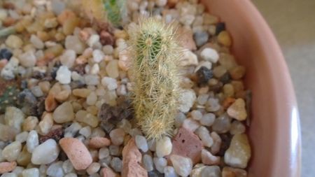 Acharagma roseanum ssp. galeanense, Galeana, Nuevo León, Mx