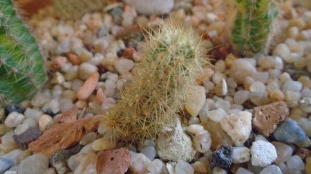 Acharagma roseanum ssp. galeanense, Galeana, Nuevo León, Mx