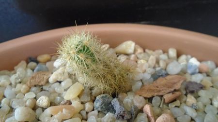 Acharagma roseanum ssp. galeanense, Galeana, Nuevo León, Mx