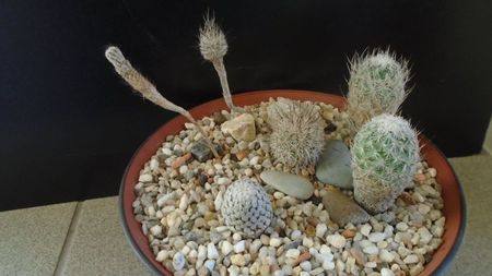 Grup de 6 Turbinicarpus; T. valdezianus v. albiflorus
T. subterraneus1
T. subterraneus2, Escondido, NL, Mx
T. subterraneus v. zaragosae1
T. subterraneus v. zaragosae2
Gymnocactus sauerii ssp.nelissae
