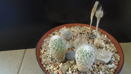 Grup de 6 Turbinicarpus; T. valdezianus v. albiflorus
T. subterraneus1
T. subterraneus2, Escondido, NL, Mx
T. subterraneus v. zaragosae1
T. subterraneus v. zaragosae2
Gymnocactus sauerii ssp.nelissae
