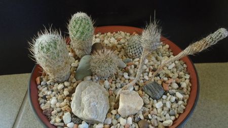 Grup de 6 Turbinicarpus; T. valdezianus v. albiflorus
T. subterraneus1
T. subterraneus2, Escondido, NL, Mx
T. subterraneus v. zaragosae1
T. subterraneus v. zaragosae2
Gymnocactus sauerii ssp.nelissae
