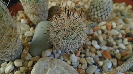 Gymnocactus sauerii v. nelissae = Turbinicarpus saueri