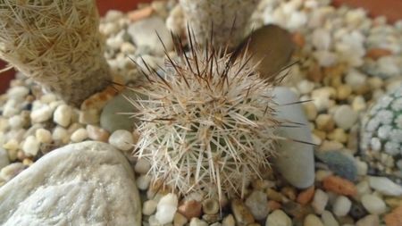 Gymnocactus sauerii v. nelissae = Turbinicarpus saueri