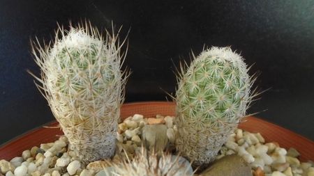 Turbinicarpus subterraneus v. zaragosae 2 ex.