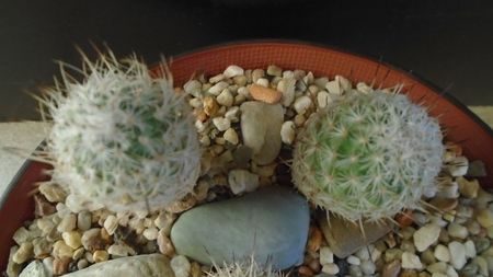 Turbinicarpus subterraneus v. zaragosae 2 ex.