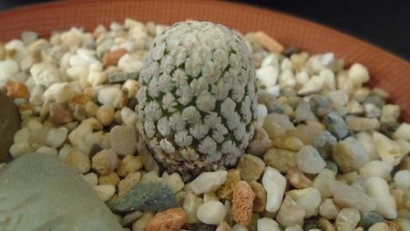 Turbinicarpus valdezianus v. albiflorus, Matehuala, SLP, Mx