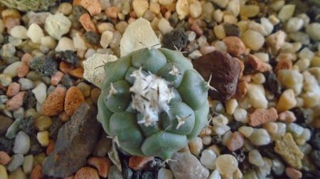 Turbinicarpus lophophoroides