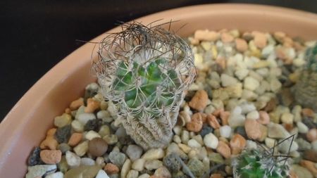 Turbinicarpus krainzianus v. lausseri