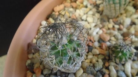 Turbinicarpus krainzianus v. lausseri