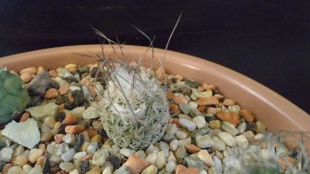 Turbinicarpus dickisoniae