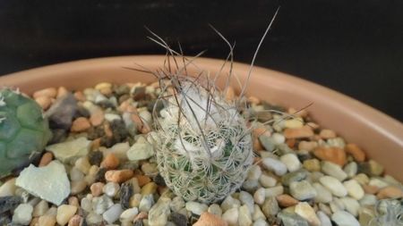 Turbinicarpus dickisoniae