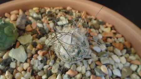 Turbinicarpus dickisoniae