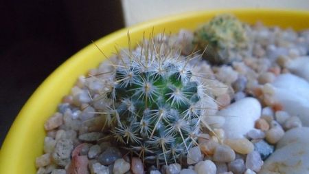 Echinopsis sp.