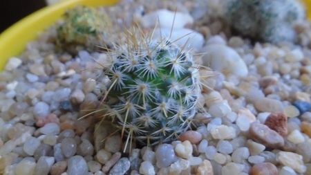 Echinopsis sp.