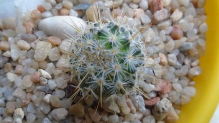 Echinopsis sp.