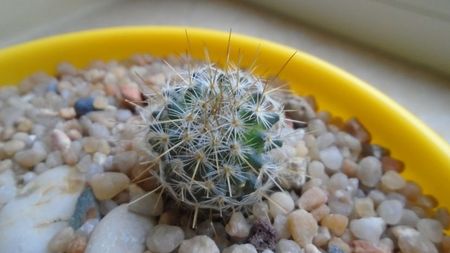 Echinopsis sp.